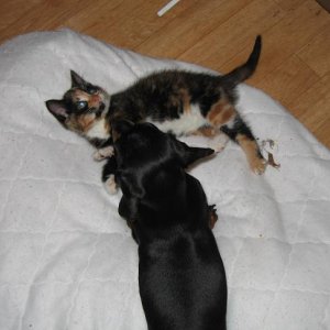 tia_and_Kitten_002.jpg