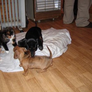 Pup_003.jpg