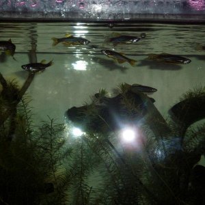 my_family_of_8_danio.JPG