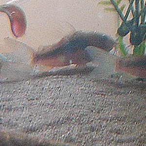 Cory_melanotaenia_breeding_trio1.jpg