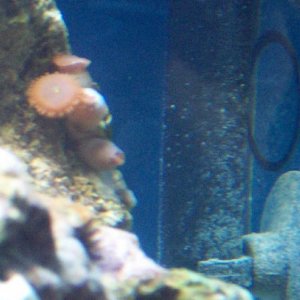 polyp2.jpg