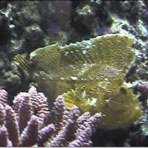 reef1_098.jpg