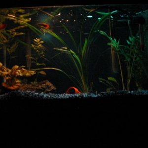 tank4.JPG