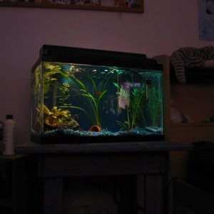 tank5.JPG