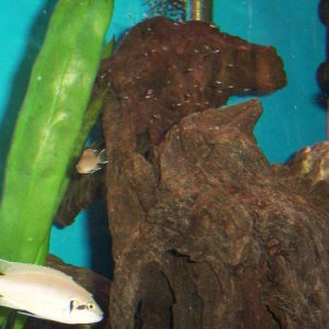 brichardi_fry_2.JPG