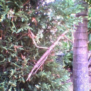 giant_stick_insect.jpg