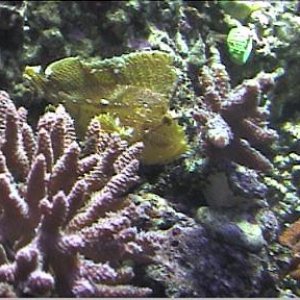 reef1_096.jpg