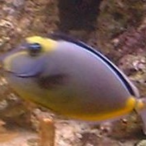naso2.JPG