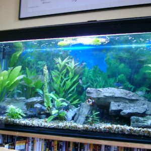 milly_daves_tank_004.jpg