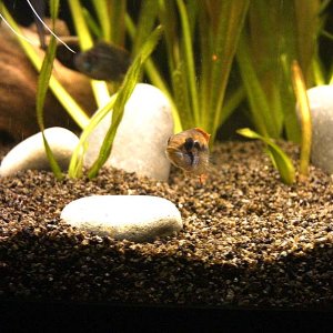 Apisto._agassizi.JPG