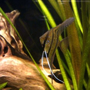 Angelfish.JPG