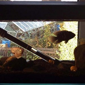 Full_Tank.jpg