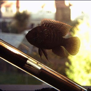 Blue_Acara.JPG