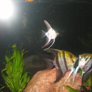 mini_Picture_140.jpg