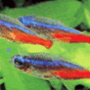 Neon_Tetras.gif