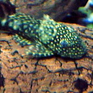 pleco_2.jpg