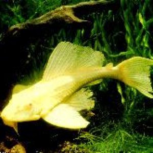 pleco.jpg