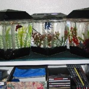 betta_tanks.jpg