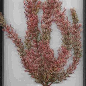 plant.jpg