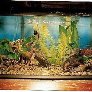 tank2sharp.jpg