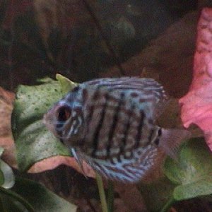 fishies_003.jpg