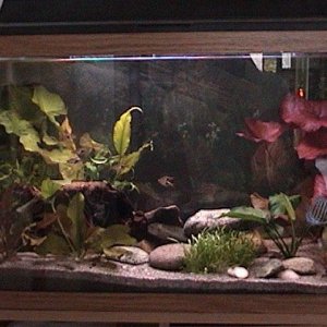 fishies_008.jpg