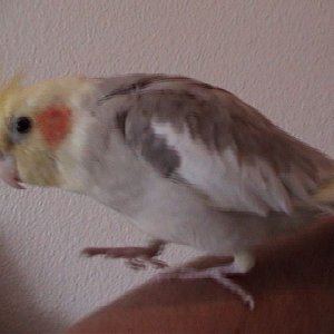 bird.jpg