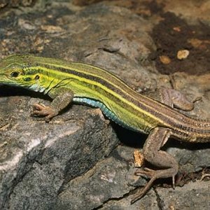 Six_Lined_Racerunner.jpg