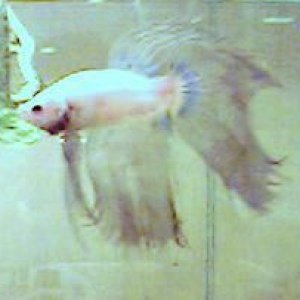 Cecil2.jpg