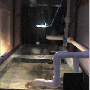 reef1_111.jpg