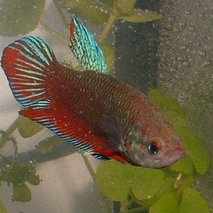 my_girlie_betta.JPG