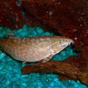 big_loach1.JPG