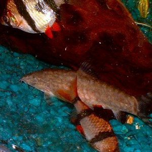 big_loach_and_tigs.JPG