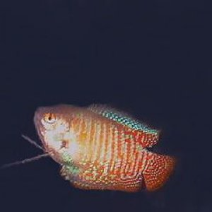 gourami.jpg