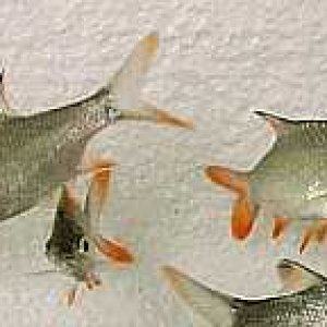 fish2u_1729_20866675.jpg