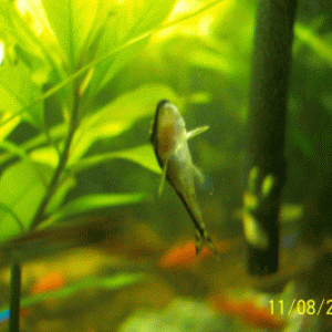 Otto.gif