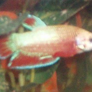 aabetta77.jpg