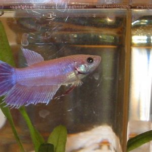 fish1.JPG