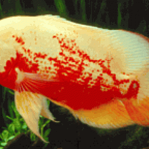 Albino_Tiger.gif