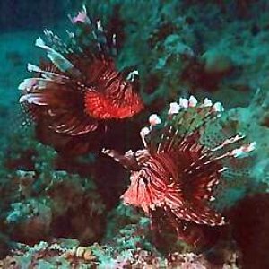 lionfishsm.jpg