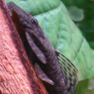 Bristlenose_Close_up.jpg