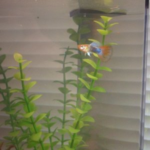 FISHnov19_103b.jpg