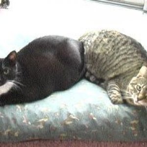 kitties.JPG
