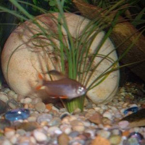 Rosy_Tetra.JPG