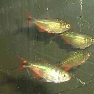 b.a.tetra.JPG