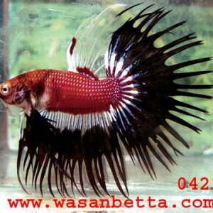 wasanbetta.jpg