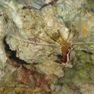 pic14_cleanershrimp1.jpg