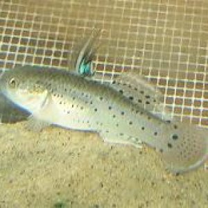 Knight_Goby.JPG