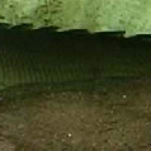 Senegal_Bichir.JPG