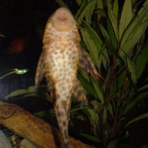 plec_on_glass.JPG